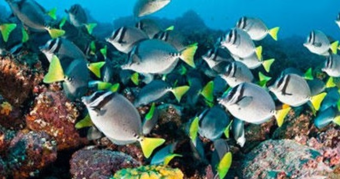 key largo snorkeling tours